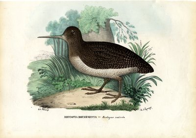 Eurasian Woodcock, 1863-79 by Raimundo Petraroja
